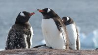 Landgang am Damoy Point auf Anvers Island &ndash; &copy; Jacob Spangenberg (Eberhardt TRAVEL)