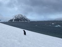 Landgang in Neko Harbour  &ndash; &copy; Jacob Spangenberg (Eberhardt TRAVEL)