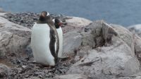 Landgang in Neko Harbour  &ndash; &copy; Jacob Spangenberg (Eberhardt TRAVEL)