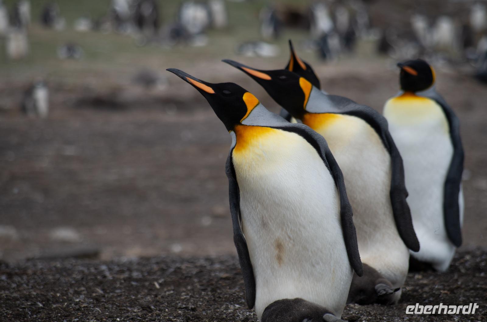 Falkland Inseln - Bluff Cove &ndash; &copy; Jacob Spangenberg (Eberhardt TRAVEL)