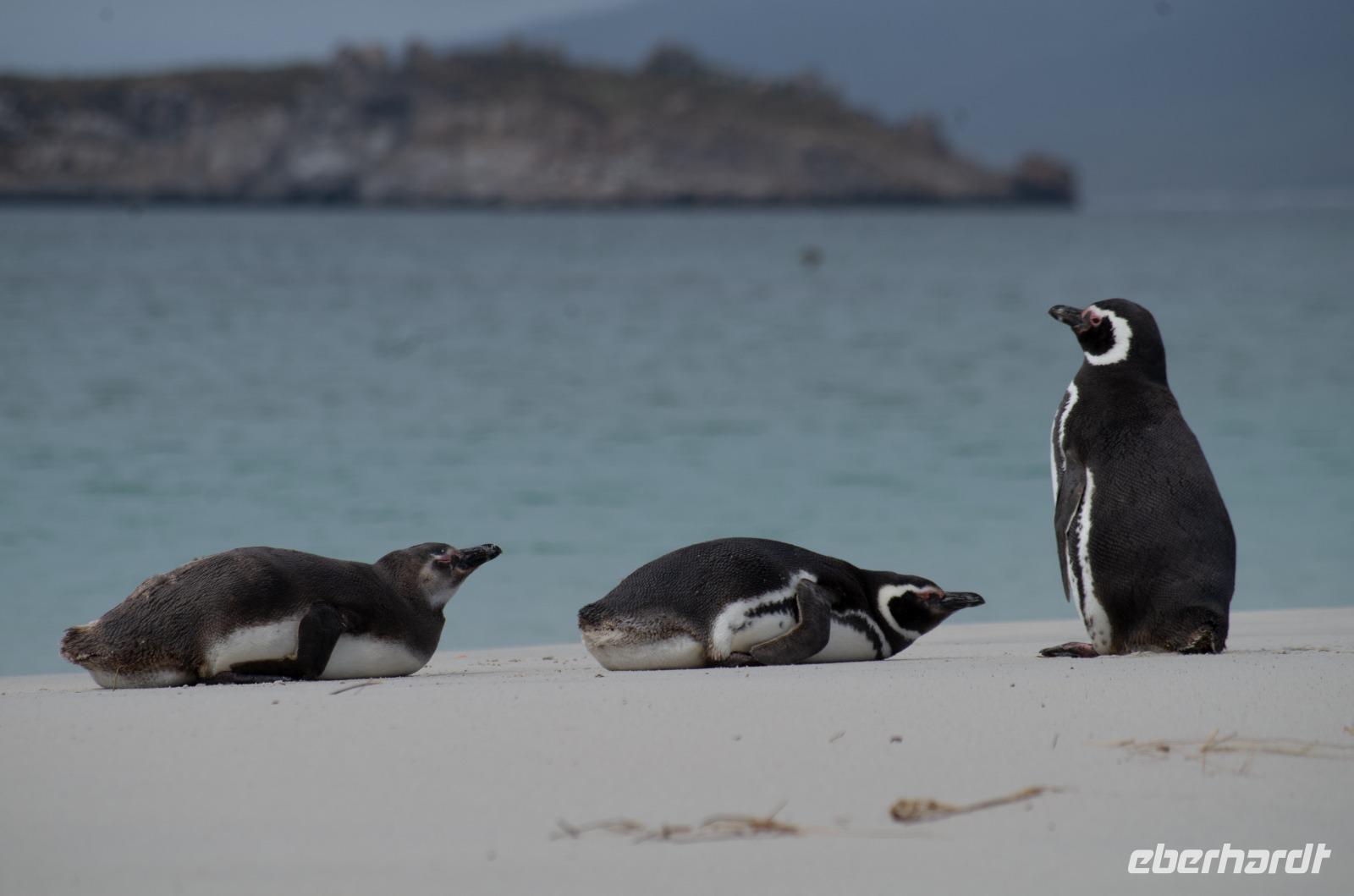 Falkland Inseln - Carcass Island &ndash; &copy; Jacob Spangenberg (Eberhardt TRAVEL)