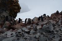 Half Moon Island &ndash; &copy; Jacob Spangenberg (Eberhardt TRAVEL)