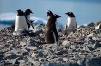 Danco Island  &ndash; &copy; Jacob Spangenberg (Eberhardt TRAVEL)