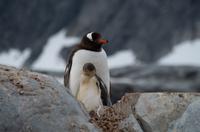 Petermann Island &ndash; &copy; Jacob Spangenberg (Eberhardt TRAVEL)