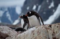 Petermann Island &ndash; &copy; Jacob Spangenberg (Eberhardt TRAVEL)