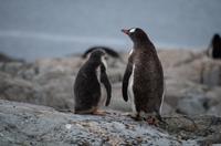 Petermann Island &ndash; &copy; Jacob Spangenberg (Eberhardt TRAVEL)
