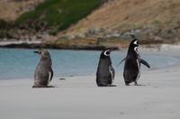 Falkland Inseln - Carcass Island &ndash; &copy; Jacob Spangenberg (Eberhardt TRAVEL)
