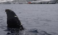Petermann Island - Kayaktour &ndash; &copy; Jacob Spangenberg (Eberhardt TRAVEL)