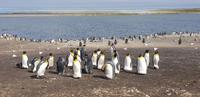 Falkland Inseln - Bluff Cove &ndash; &copy; Jacob Spangenberg (Eberhardt TRAVEL)