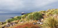 Falkland Inseln - Carcass Island &ndash; &copy; Jacob Spangenberg (Eberhardt TRAVEL)