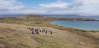 Falkland Inseln - Carcass Island &ndash; &copy; Jacob Spangenberg (Eberhardt TRAVEL)