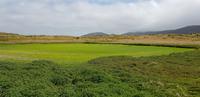 Falkland Inseln - Carcass Island &ndash; &copy; Jacob Spangenberg (Eberhardt TRAVEL)