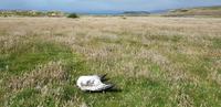 Falkland Inseln - Carcass Island