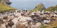 Falkland Inseln - Westpoint &ndash; &copy; Jacob Spangenberg (Eberhardt TRAVEL)
