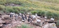 Falkland Inseln - Westpoint &ndash; &copy; Jacob Spangenberg (Eberhardt TRAVEL)
