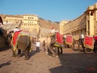 Die Tiere sind tatsächlich TÜV-geprüft.  &ndash; &copy; Michael Krause (Eberhardt TRAVEL)