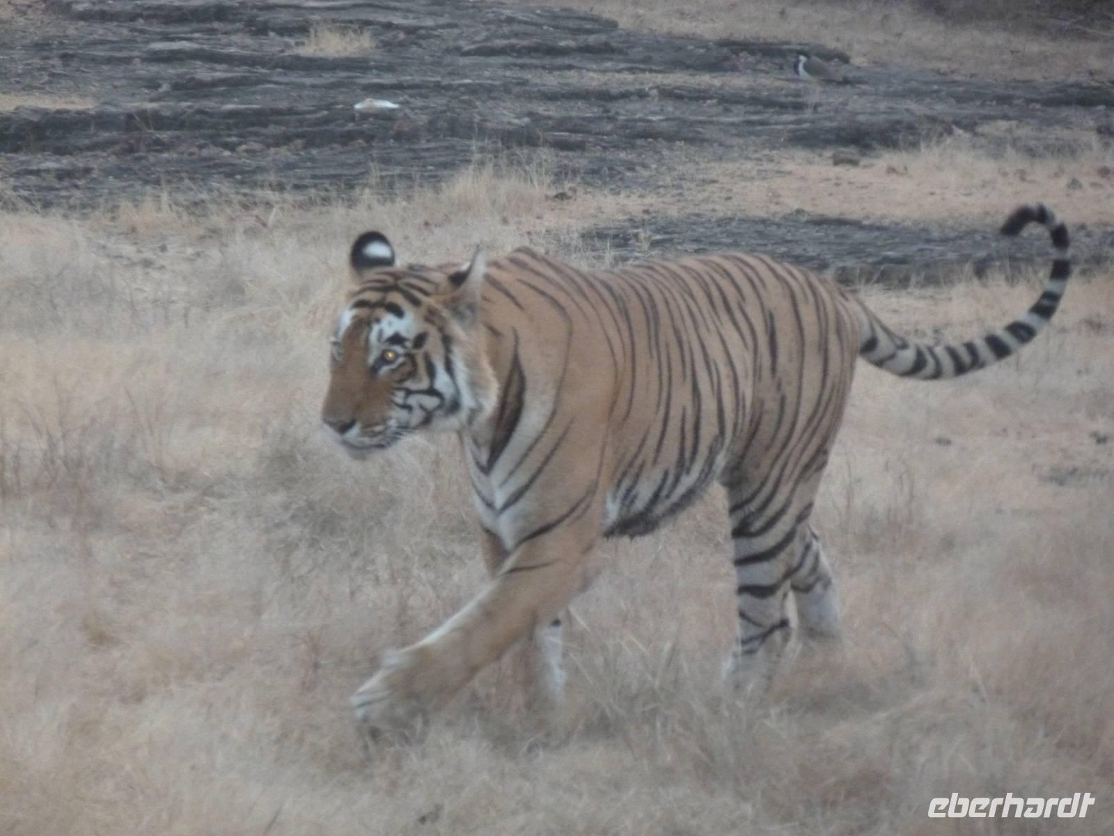 Tiger im Ranthambore Nationalpark &ndash; &copy; Mandy Lehmann (Eberhardt TRAVEL)
