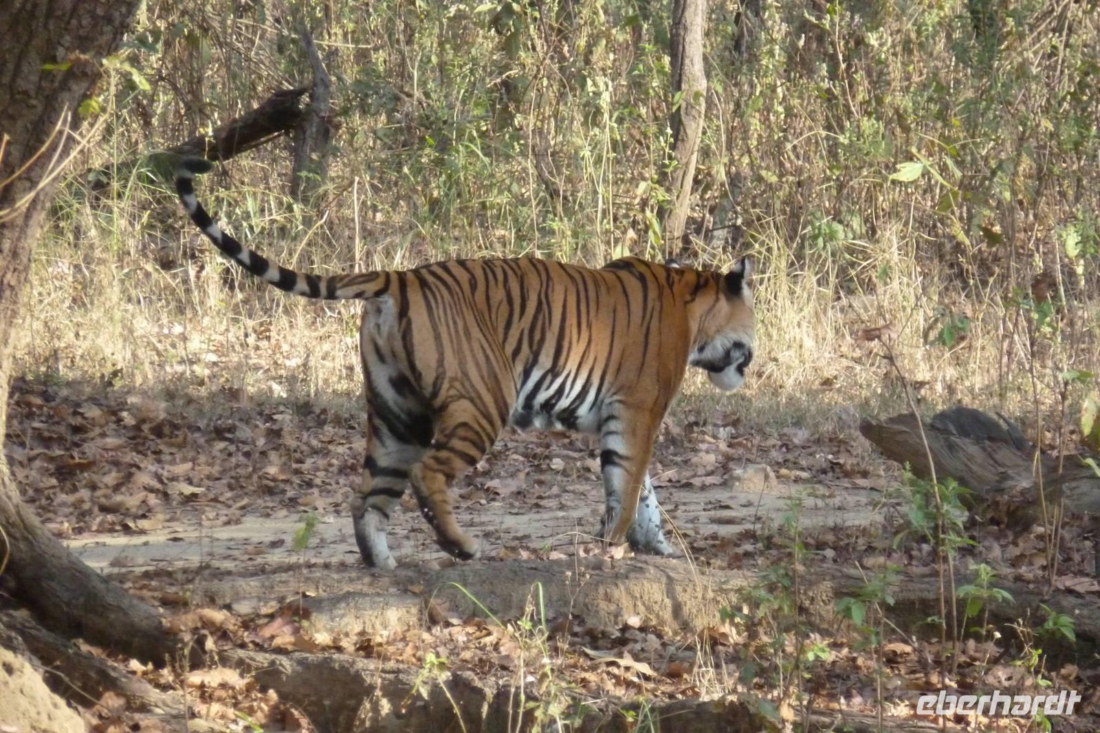 Tiger im Kanha Nationalpark &ndash; &copy; Mandy Lehmann (Eberhardt TRAVEL)
