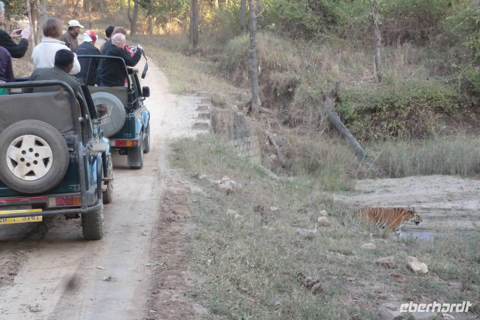 Eberhardt Gäste und der Tiger im Kanha Nationalpark &ndash; &copy; Mandy Lehmann (Eberhardt TRAVEL)