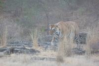Tiger im Ranthambore Nationalpark &ndash; &copy; Mandy Lehmann (Eberhardt TRAVEL)