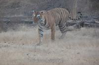 Tiger im Ranthambore Nationalpark &ndash; &copy; Mandy Lehmann (Eberhardt TRAVEL)