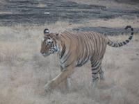 Tiger im Ranthambore Nationalpark &ndash; &copy; Mandy Lehmann (Eberhardt TRAVEL)