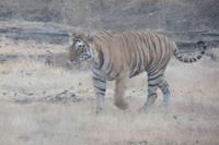 Tiger im Ranthambore Nationalpark &ndash; &copy; Mandy Lehmann (Eberhardt TRAVEL)