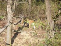 Tiger im Kanha Nationalpark &ndash; &copy; Mandy Lehmann (Eberhardt TRAVEL)