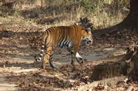 Tiger im Kanha Nationalpark &ndash; &copy; Mandy Lehmann (Eberhardt TRAVEL)