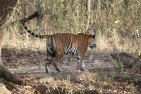 Tiger im Kanha Nationalpark &ndash; &copy; Mandy Lehmann (Eberhardt TRAVEL)