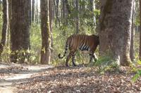 Tiger im Kanha Nationalpark &ndash; &copy; Mandy Lehmann (Eberhardt TRAVEL)