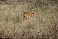 Tiger im Kanha Nationalpark &ndash; &copy; Mandy Lehmann (Eberhardt TRAVEL)