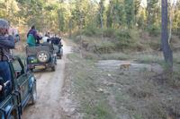 Eberhardt Gäste und der Tiger im Kanha Nationalpark &ndash; &copy; Mandy Lehmann (Eberhardt TRAVEL)