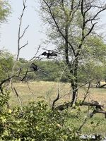 58 Keoladeo-Nationalpark &ndash; &copy; Andy Nguyen (Eberhardt TRAVEL)
