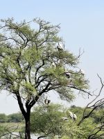 60 Keoladeo-Nationalpark - Störche &ndash; &copy; Andy Nguyen (Eberhardt TRAVEL)