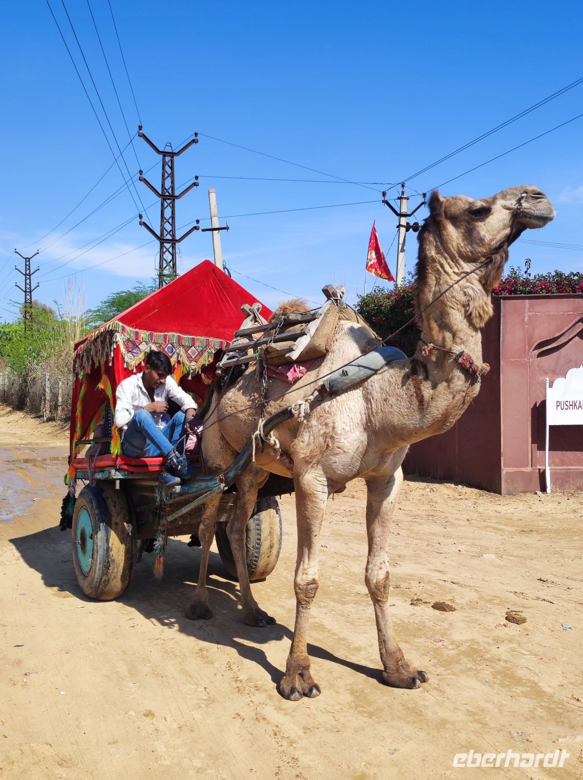 Kamel Kutsche in Rajesthan - Indien &ndash; &copy; Sten Bernhardt (Eberhardt TRAVEL)
