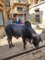 Jaisalmer, Rajesthan - Indien &ndash; &copy; Sten Bernhardt (Eberhardt TRAVEL)