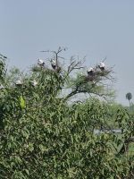 Koladeo Nationalpark (7) &ndash; &copy; Marcus Hasselhorst (Eberhardt TRAVEL)