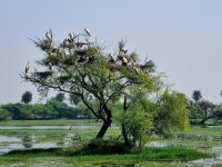 Koladeo Nationalpark (11) &ndash; &copy; Marcus Hasselhorst (Eberhardt TRAVEL)