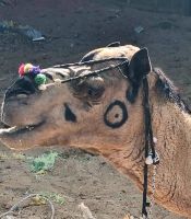Eindrücke aus Pushkar (10) &ndash; &copy; Marcus Hasselhorst (Eberhardt TRAVEL)