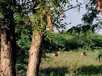 Impressionen Jeep Safari (1) &ndash; &copy; Marcus Hasselhorst (Eberhardt TRAVEL)