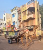 City Impressionen Bikaner (7) &ndash; &copy; Marcus Hasselhorst (Eberhardt TRAVEL)