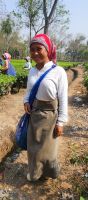 Tee-Pflückerinnen bei der Arbeit &ndash; &copy; Petra Hady (Eberhardt TRAVEL)