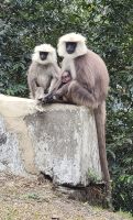 Indische Languren - Familie &ndash; &copy; Petra Hady (Eberhardt TRAVEL)