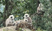 Indische Languren &ndash; &copy; Petra Hady (Eberhardt TRAVEL)