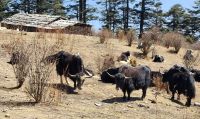 Yak Herde &ndash; &copy; Petra Hady (Eberhardt TRAVEL)