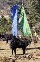 Yak &ndash; &copy; Petra Hady (Eberhardt TRAVEL)