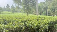 Fotostopp Teeplantage &ndash; &copy; Mareike Schmidt (Eberhardt TRAVEL)