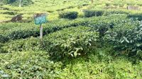 Happy Valley Teegarten/Museum, Darjeeling &ndash; &copy; Mareike Schmidt (Eberhardt TRAVEL)