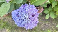 Hortensie &ndash; &copy; Mareike Schmidt (Eberhardt TRAVEL)